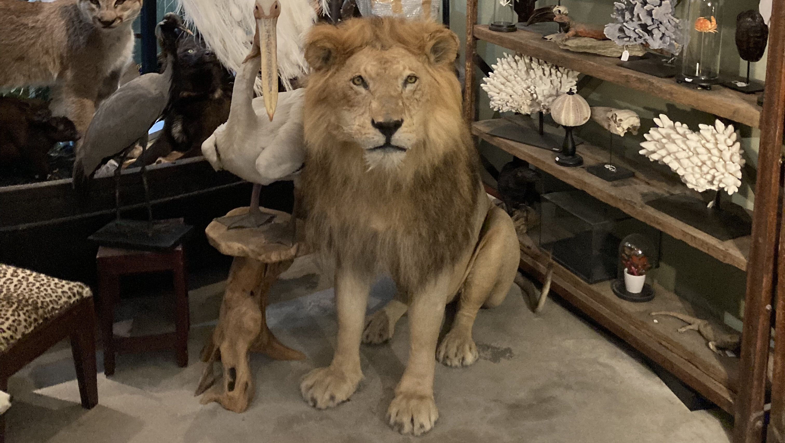 A taxidermied lion.