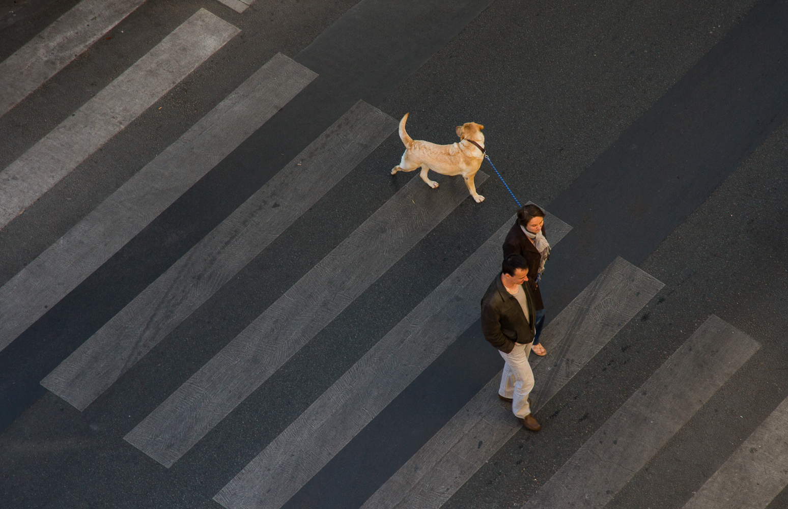 A Parisian couple crosses the road with their golden retriever dog.