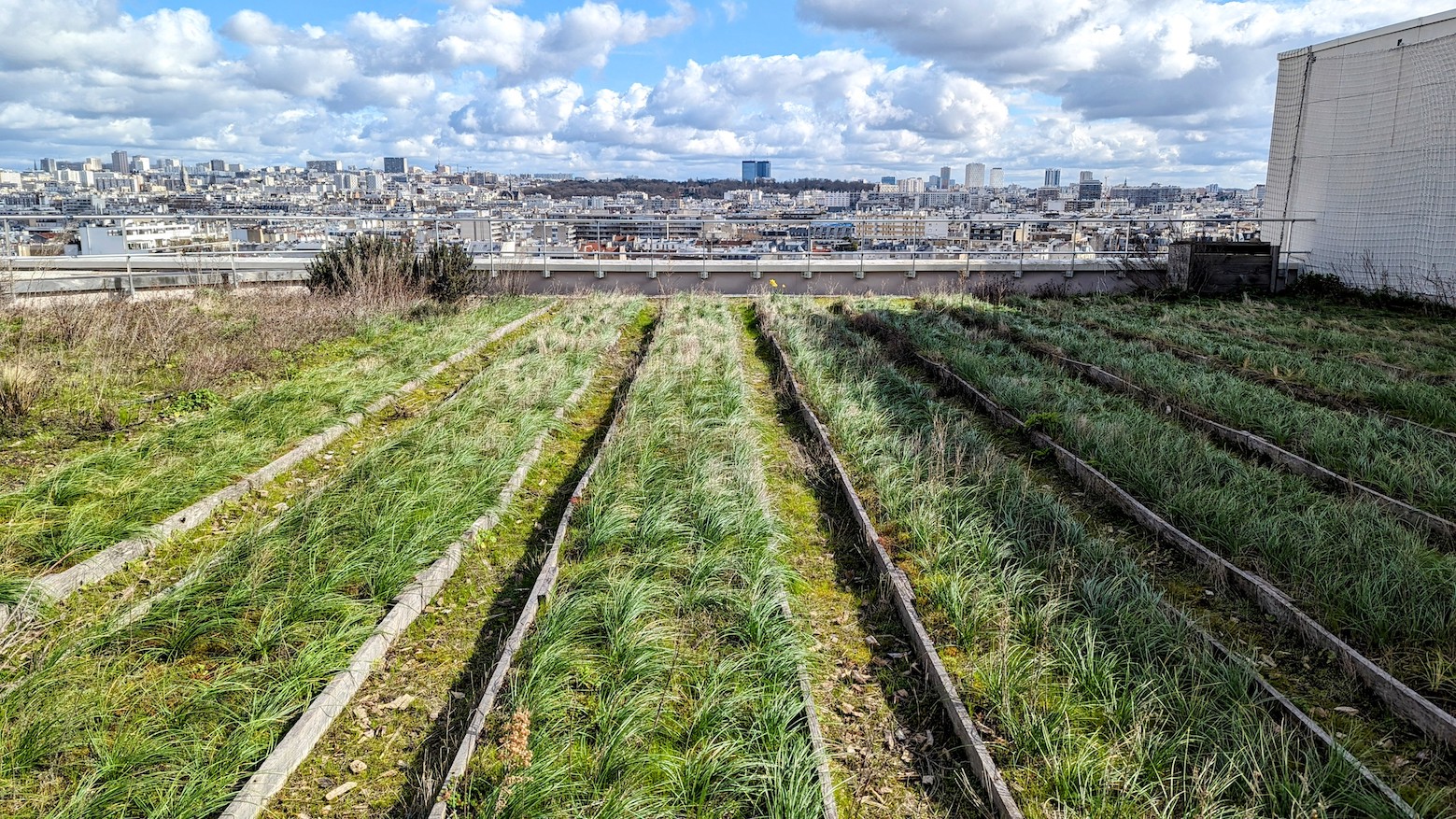 One of fours Parisian saffron farms on the roof terrace of the Bastille Opera in March.