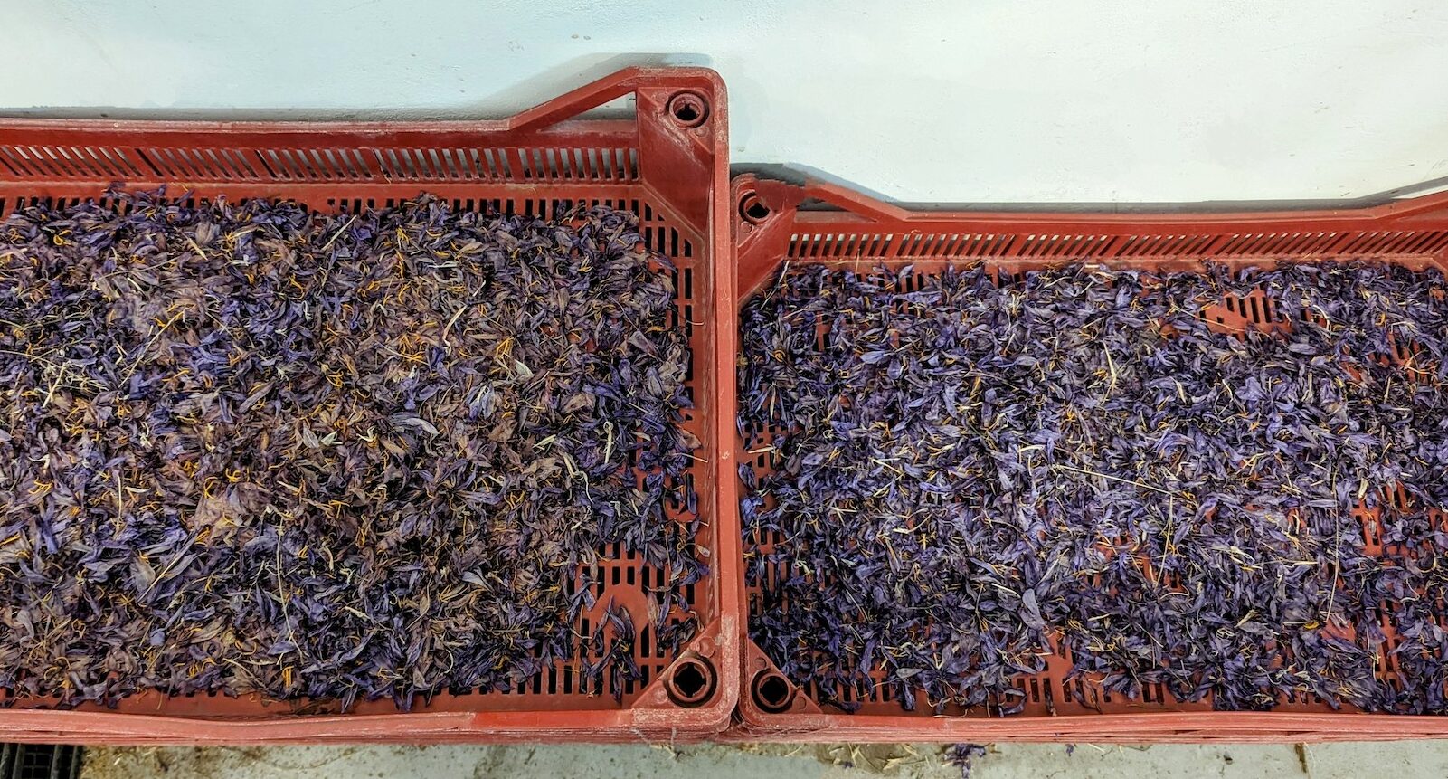 Dried saffron flowers from the rooftop garden at Opera Bastille.